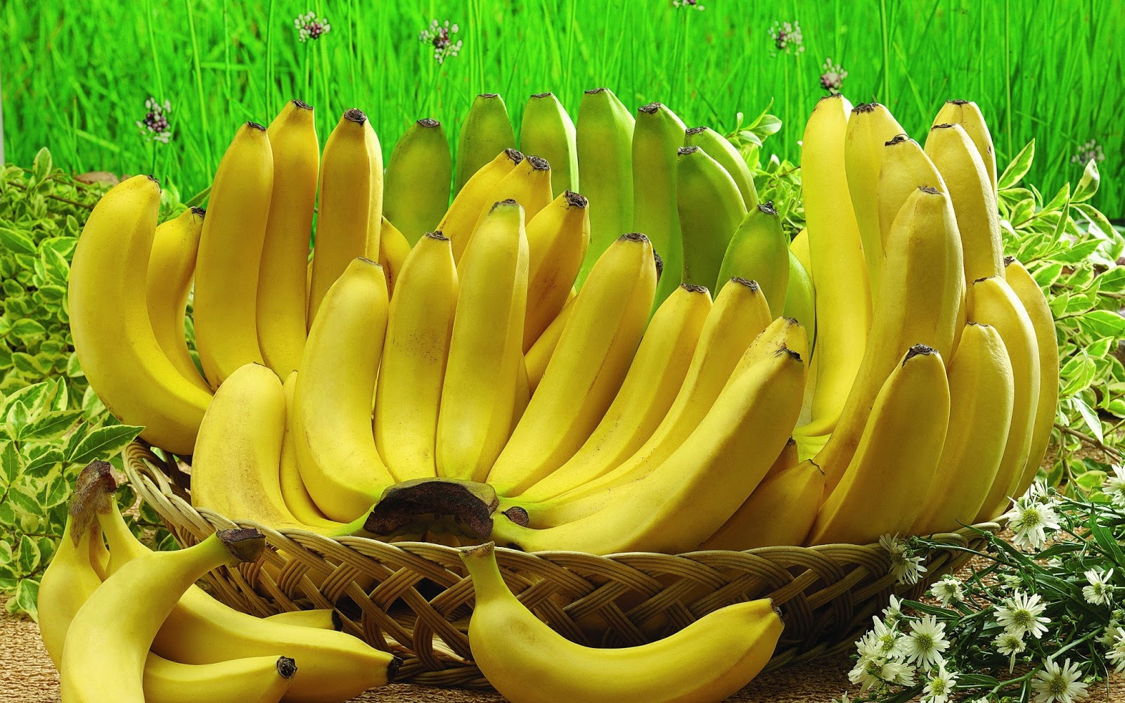 manfaat jantung pisang